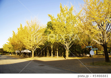 光が丘公園　ふれあいの径のいちょう並木 45466881