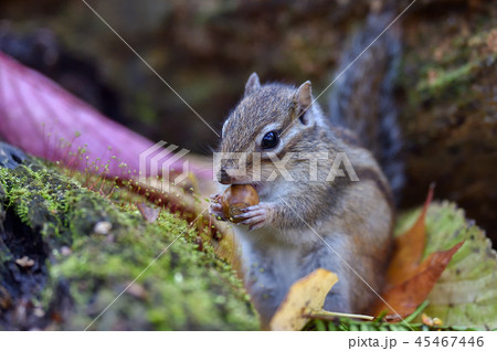 秋のシマリス 秋のシマリス 45467446
