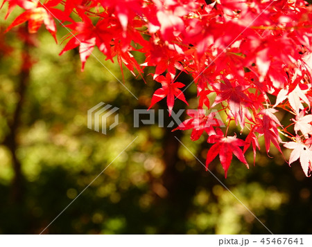 紅く色づいたモミジの葉 45467641