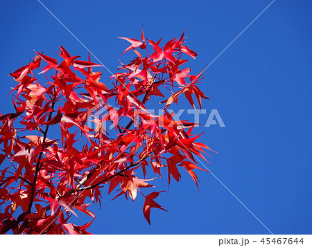 快晴バックに「紅く色づくモミジの葉」 45467644
