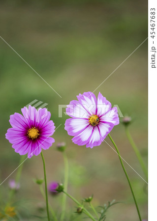 葉っぱ 葉 木の葉 45467683