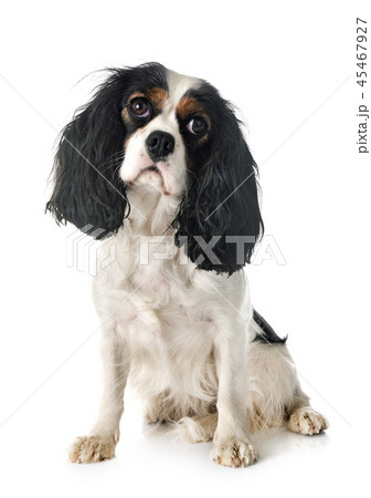 cavalier king charles 45467927