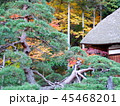 秋の紅葉 45468201