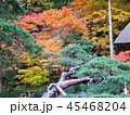 秋の紅葉 45468204