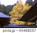 秋の紅葉 45468207
