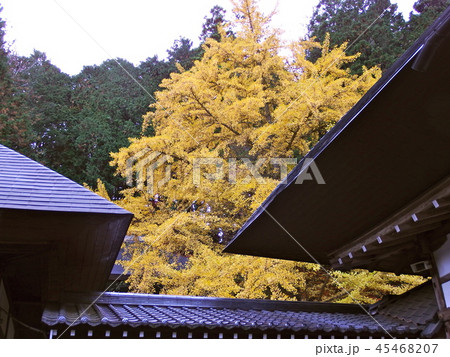 秋の紅葉 秋の紅葉 45468207