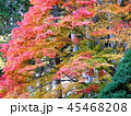 秋の紅葉 45468208