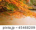 秋の紅葉 45468209