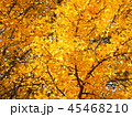 秋の紅葉 45468210