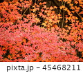 秋の紅葉 45468211