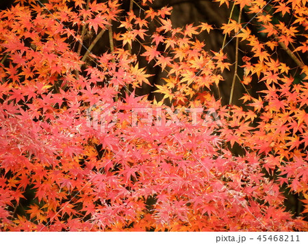 秋の紅葉 秋の紅葉 45468211