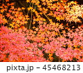 秋の紅葉 45468213
