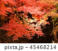 秋の紅葉 45468214
