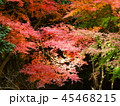 秋の紅葉 45468215
