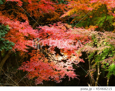 秋の紅葉 秋の紅葉 45468215