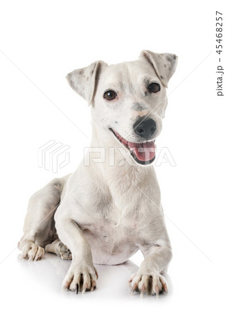 jack russel terrier 45468257