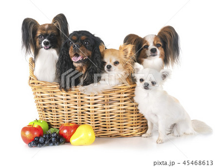 little dogs in studio little dogs in studio 45468613