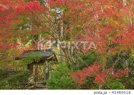 三千院　紅葉 45469318