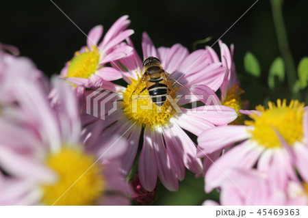 シマハナアブ（メス） 45469363