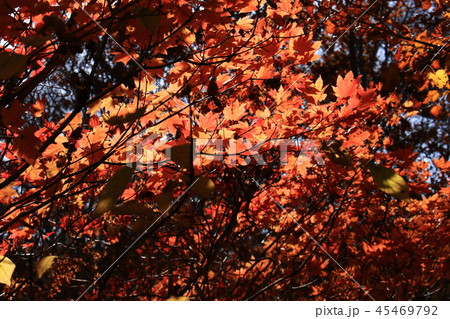 東北　飯豊山山頂への道　秋　目に染む紅葉 45469792
