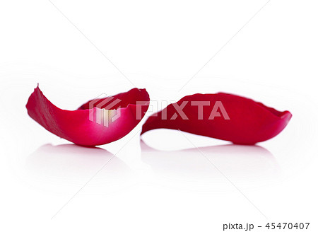 Beautiful rose petals on a white background 45470407