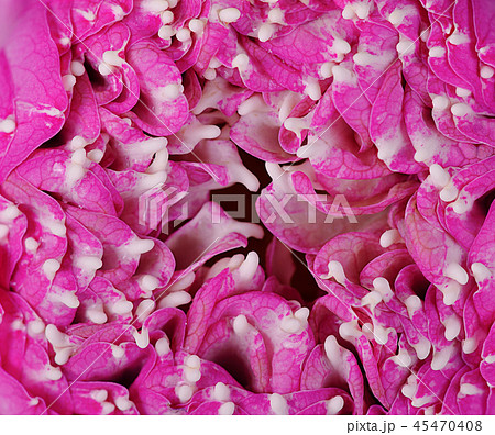Pink lotus flower blossom isolated on background. 45470408