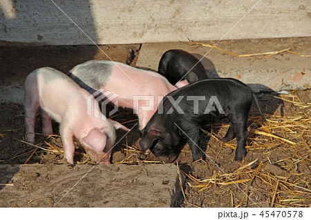 Piglets playing and jolly run in farm yard Piglets playing and jolly run in farm yard 45470578