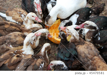 Ducks geese and muscovy ducks eat pumpkin Ducks geese and muscovy ducks eat pumpkin 45470581