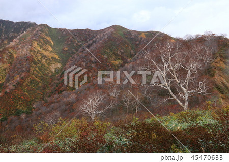 東北飯豊連峰　飯豊山山頂への道　秋　幻想的なダケカンバと紅葉 45470633