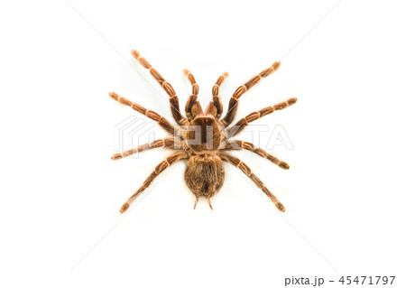 spider brachypelma smithyisolated 45471797