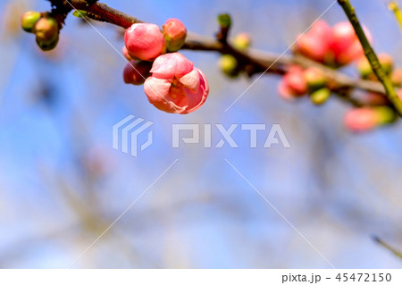ほころびかけた木瓜の花 ほころびかけた木瓜の花 45472150