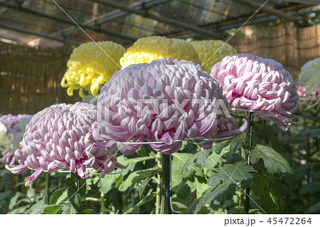 明治神宮菊花展 45472264