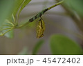 蝶のさなぎ 45472402