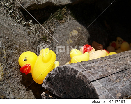 温泉ヒヨコu0026アヒル1580