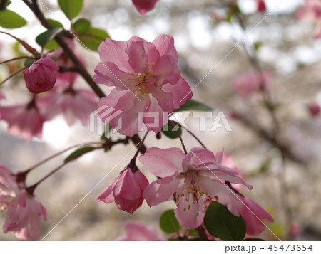 山崎川 花海棠(ハナカイドウ) 山崎川 花海棠(ハナカイドウ) 45473654