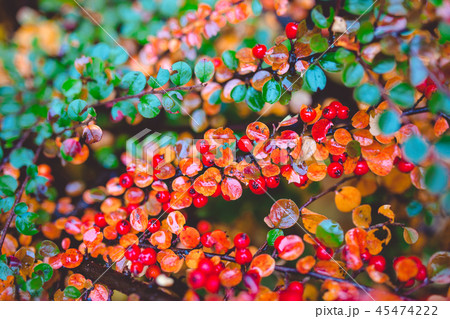 Red and green leaves of barberry Berberis thunbergii Atropurpurea after rain. Beautiful colorful 45474222