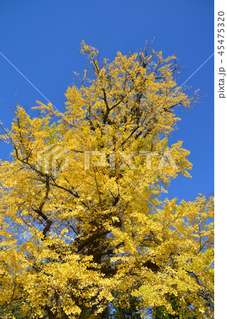 銀杏の黄葉 45475320