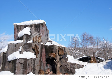 冬のサル山 45475717
