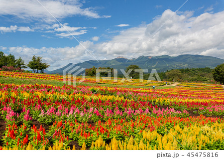 ケイトウの花畑 那須 ケイトウの花畑 那須 45475816