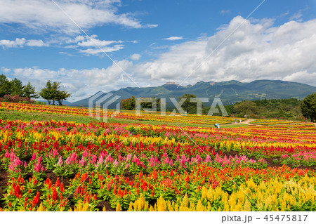ケイトウの花畑　那須 45475817