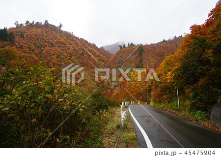 奥只見ダム湖に沿って通る国道352号の紅葉 18年10月29日曇りの写真素材