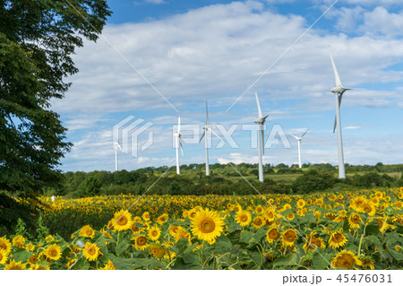 布引高原　ひまわり 45476031