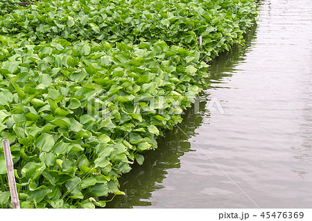 Common water hyacinth, Eichhornia crassipes Common water hyacinth, Eichhornia crassipes 45476369