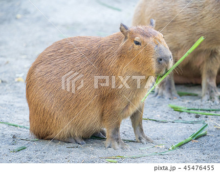 カピバラ カピパラ オニテンジクネズミ 45476455