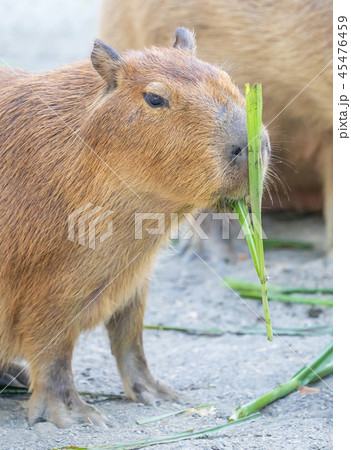 カピバラ カピパラ オニテンジクネズミ 45476459