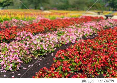 ベコニアの花畑 那須の写真素材