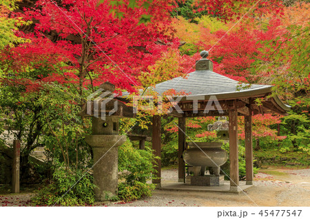 金剛輪寺　紅葉 45477547