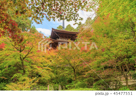 金剛輪寺　紅葉 45477551