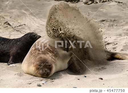 ゾウアザラシ　親子 45477750