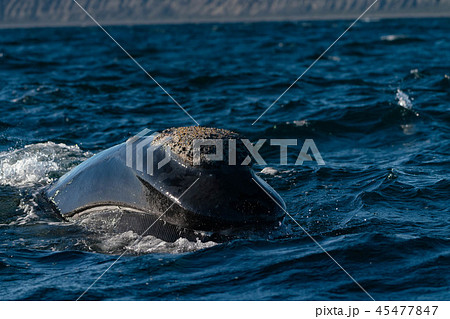 ミナミセミクジラ 捕食 ミナミセミクジラ 捕食 45477847